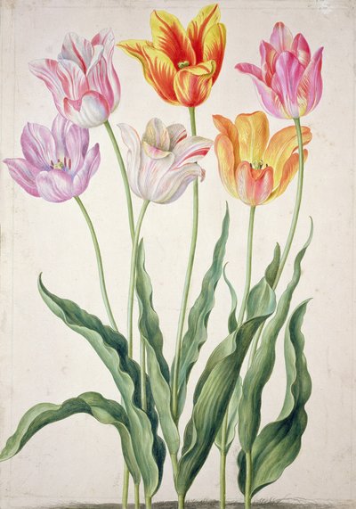 Tulpen, uit het 